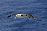 Black-browed Albatross 